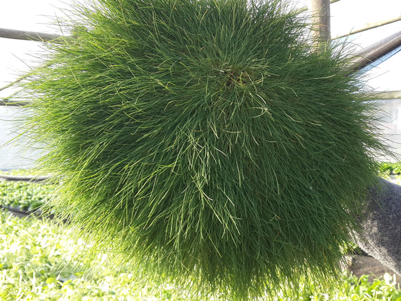 �������� �������� ��������������� (Deschampsia Antarctica) � ����������� ������ �� �������������� �������� � in vitro ������ ��������� ������������ ��������